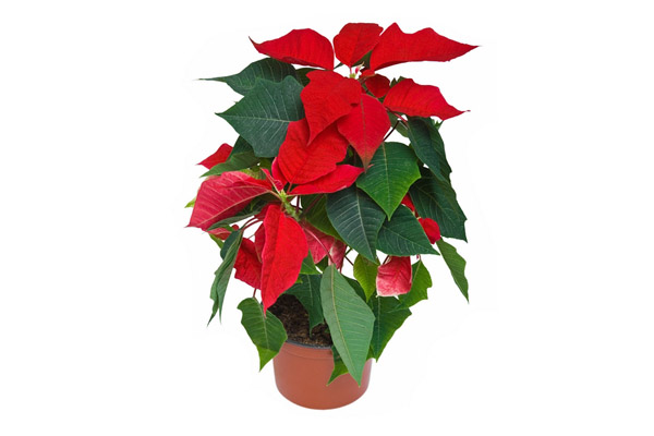 Zdjęcie pożyczone ze strony mamamaj.pl