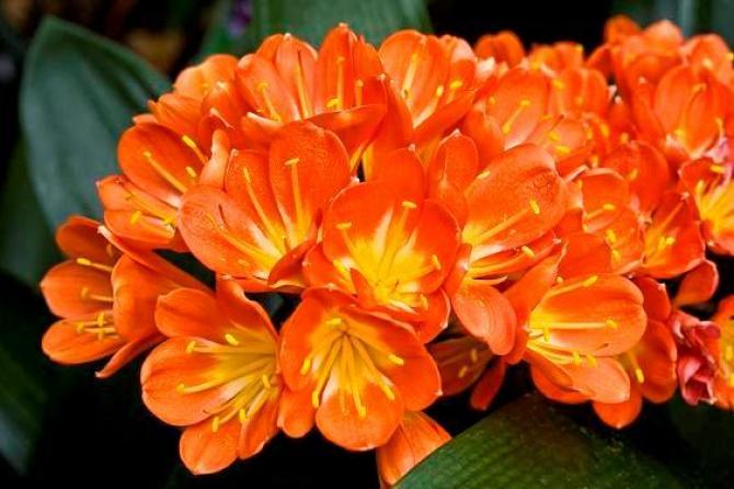 Zdjęcie pożyczone ze strony www.swiatkwiatow.pl