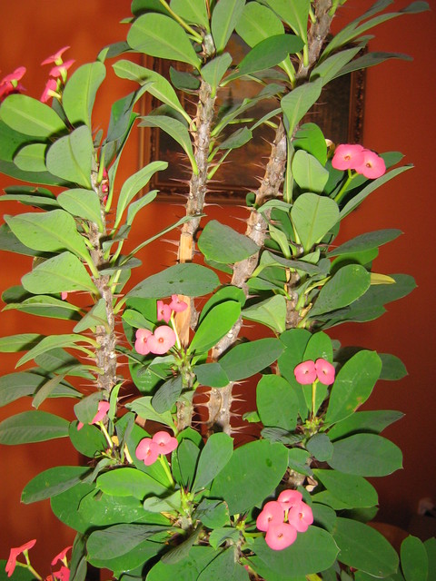 Zdjęcie pożyczone ze strony swiatkwiatow.pl